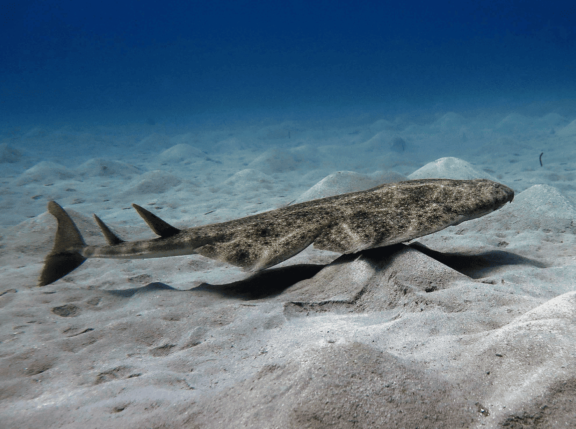 hembras angelote calentamiento océano cambio climático cambian rutinas apareamiento