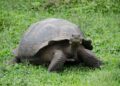 tortugas cáncer tratamiento humanos