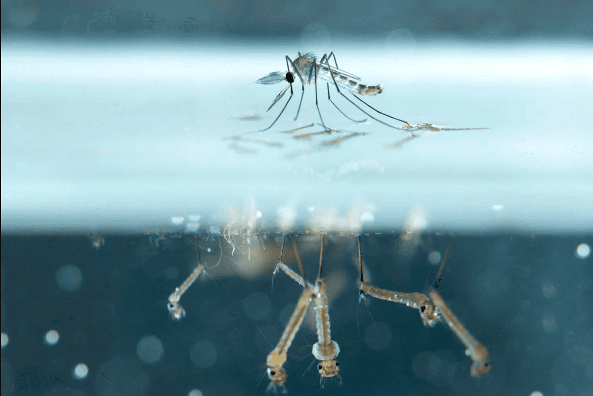 zoonosis problema grave