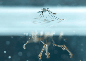 zoonosis problema grave