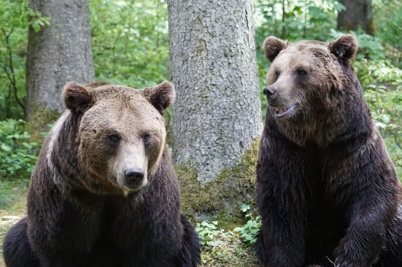 Liberación osos ancianos España