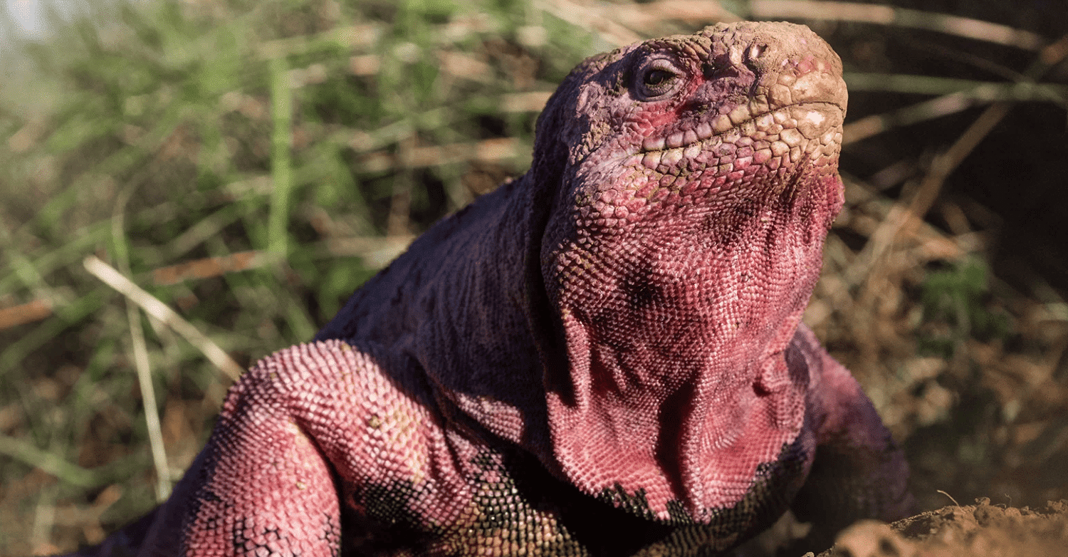 galápagos crias iguana rosada peligro critico extincion