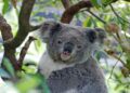 Los koalas salvajes apenas están diez minutos en el suelo, el 65% de ellos mueren por atropellos o ataques de perros