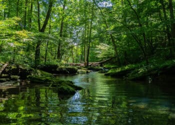 Los presupuestos de la Europa post-2027 'dan la espalda' a la naturaleza