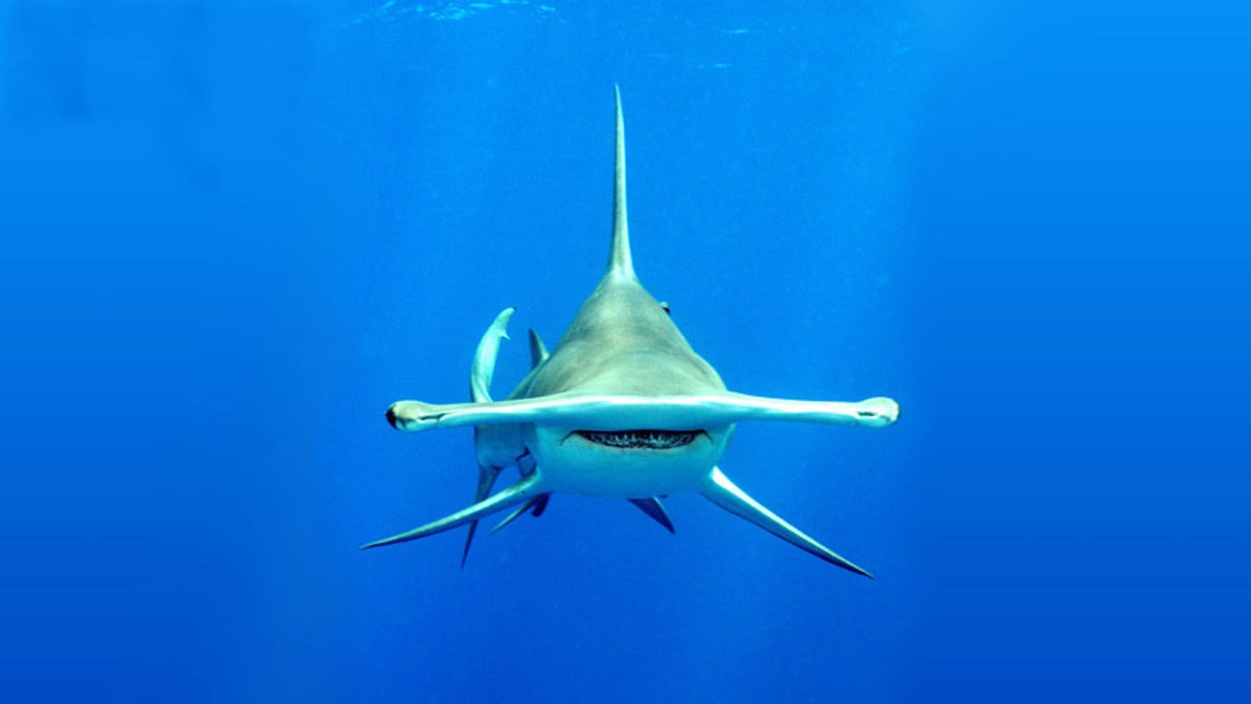 Los tiburones martillo podrían escoger Panamá como sitio de parición