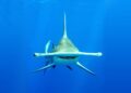 Los tiburones martillo podrían escoger Panamá como sitio de parición