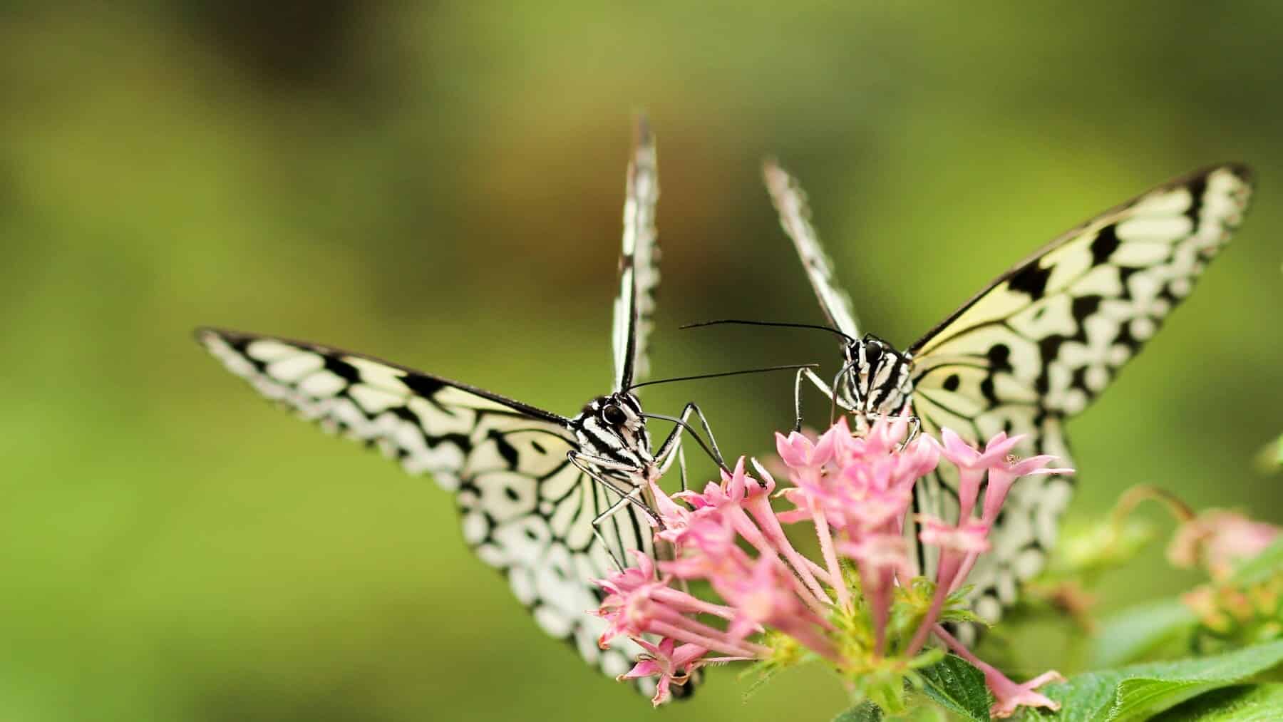 Mariposas en la ciudad por una Barcelona más verde