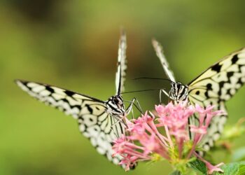Mariposas en la ciudad por una Barcelona más verde