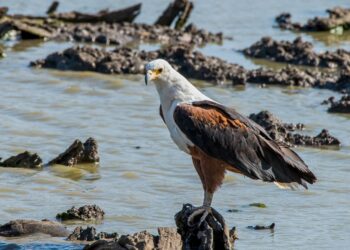 Marjal Pego-Oliva pollos águila pescadora