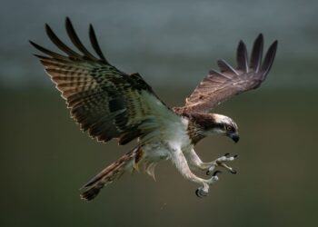 Marjal la Safor (Valencia) recibe a un águila pescadora que retorna 2 años después de ser liberada