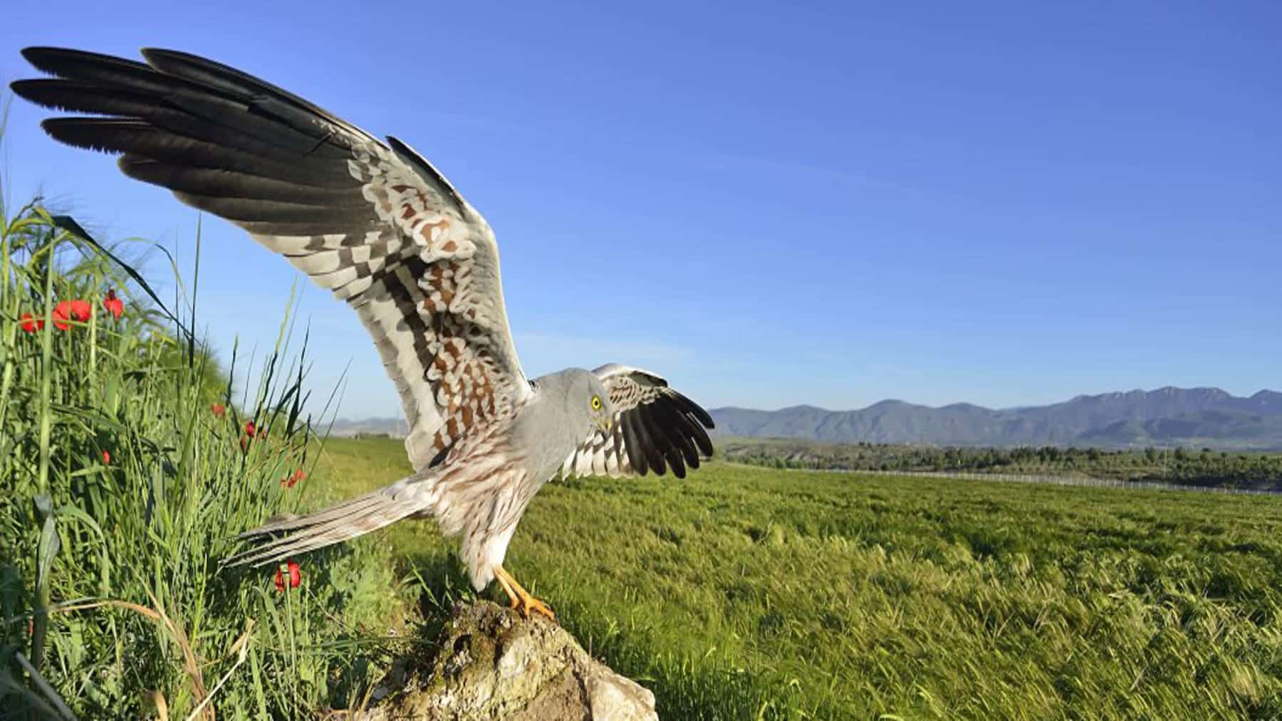 Más de 100 animales liberados del Centro de recuperación de fauna de Cuenca