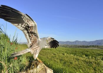 Más de 100 animales liberados del Centro de recuperación de fauna de Cuenca