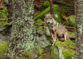 científicos protección integral lobo ibérico