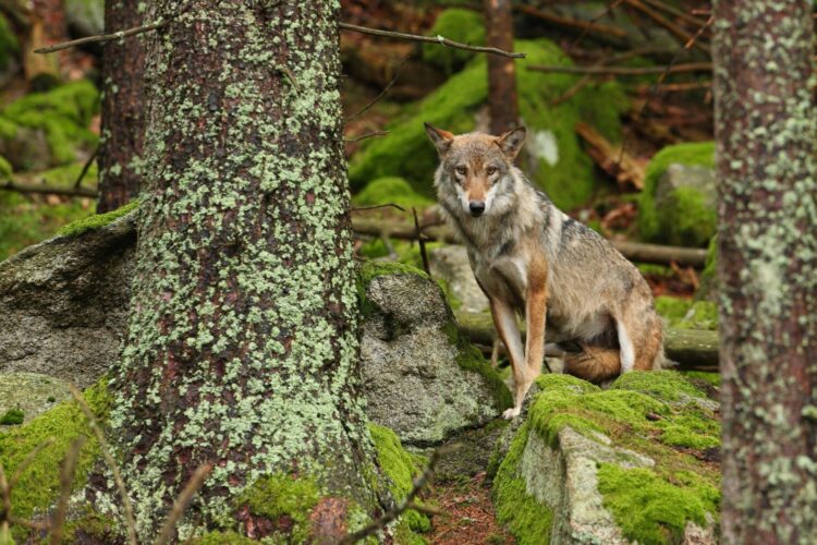 científicos protección integral lobo ibérico
