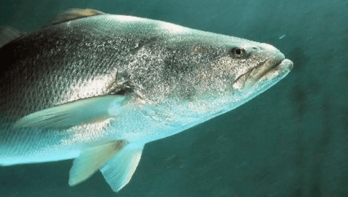 México liberan miles crías totoaba Baja California Sur