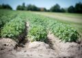mexico pesticidas monocultivos papa salud bosque niebla