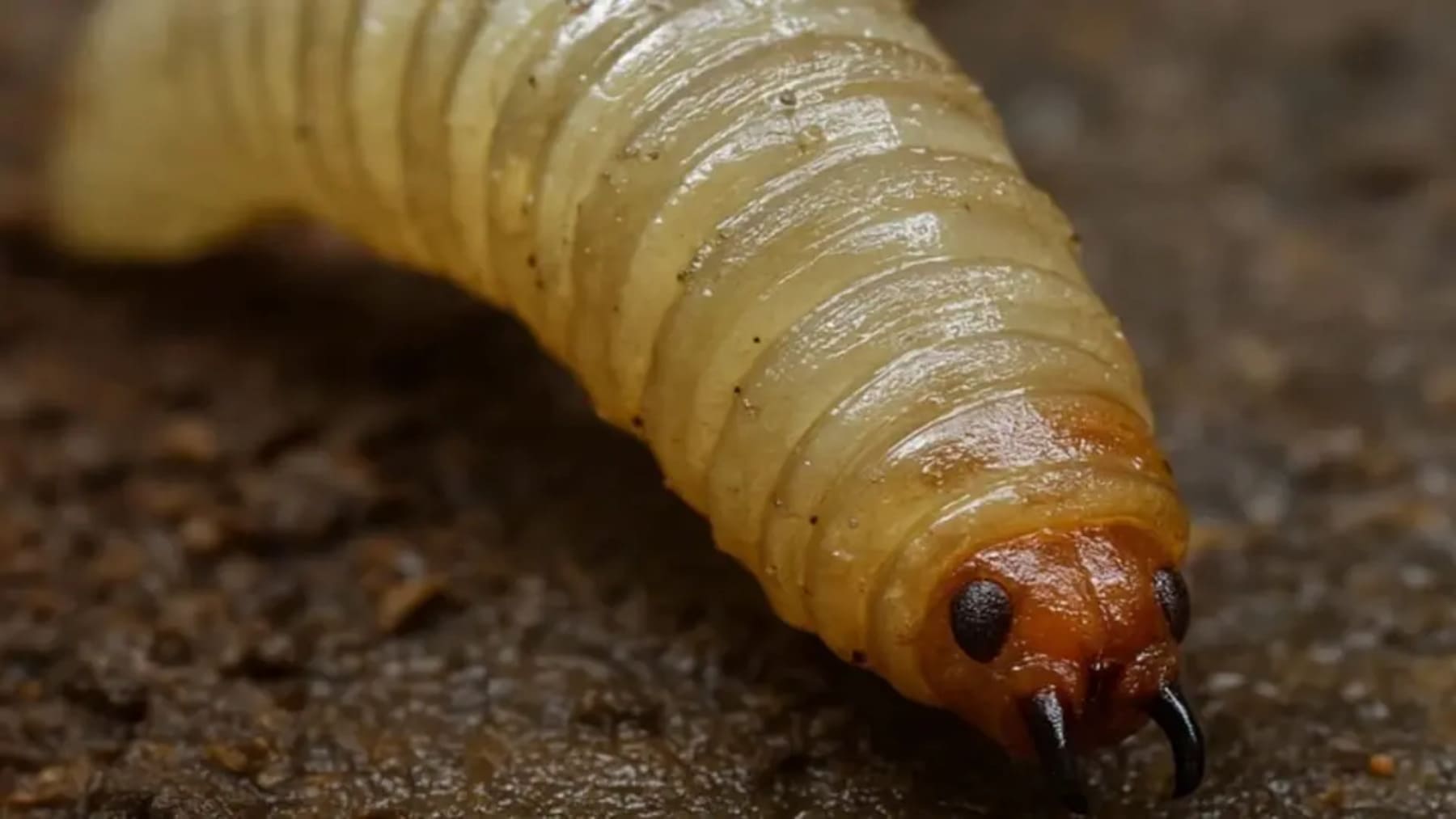 México ‘lucha’ contra el gusano barrenador e intenta detener esta peligrosa plaga del ganado