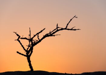 Mortandad árboles Bajo Andarax Almería sequía desidia institucional