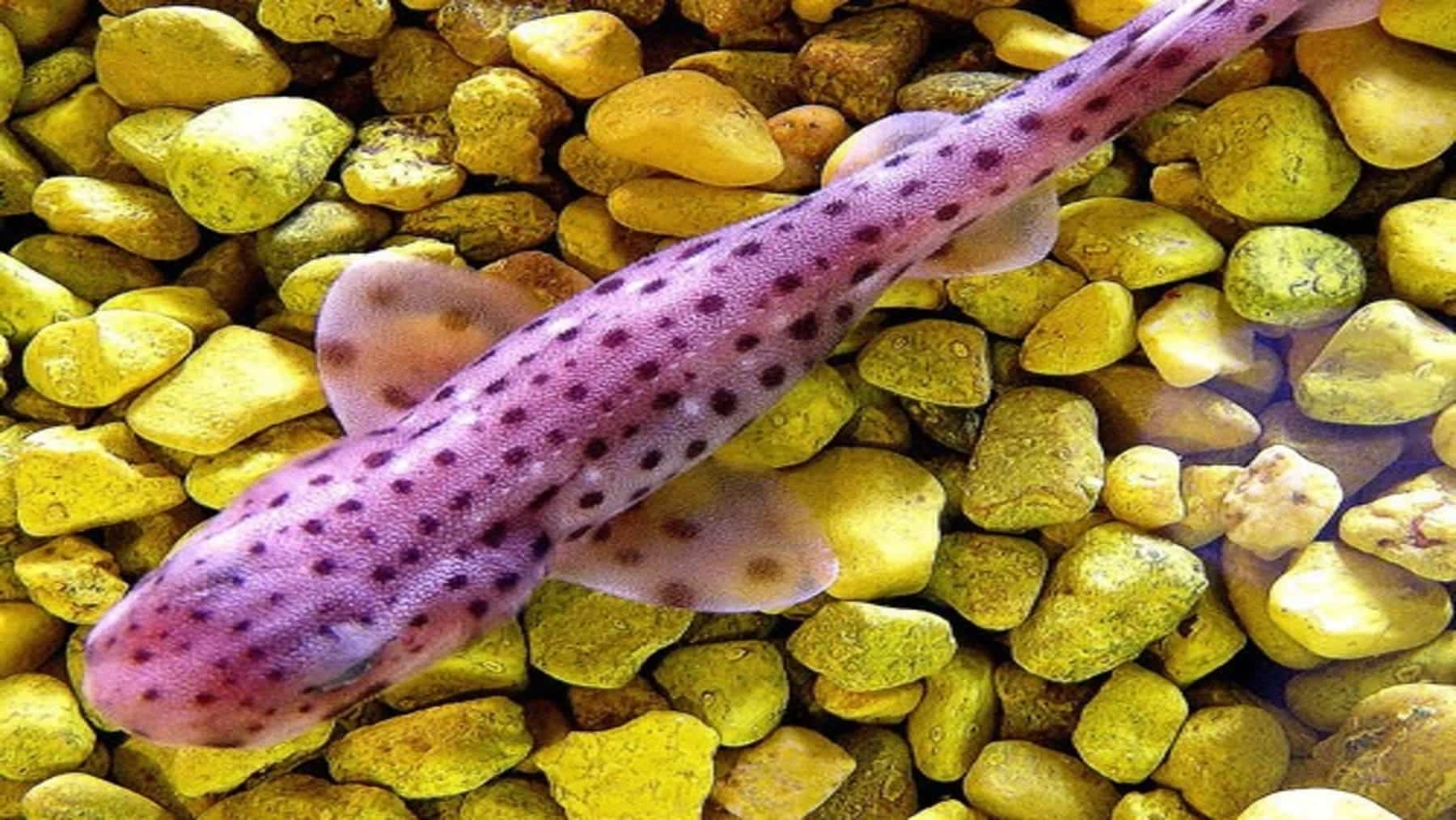 Mucho cuidado con el consumo de ‘pintarroja común’, detectan niveles elevados de mercurio en esta especie en el mar Mediterráneo