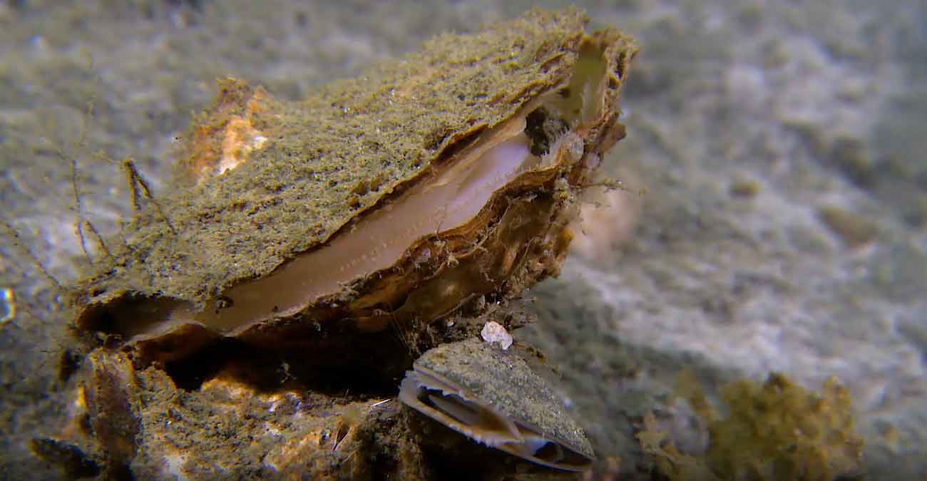 Mar Menor jardinería ostras