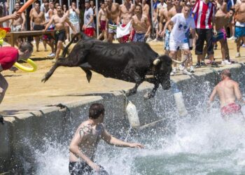 PACMA los ‘bous a la mar’ son un espectáculo cruel e innecesario y en Denia permitieron la presencia de menores