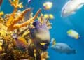 Panamá biodiversidad marina Caribe