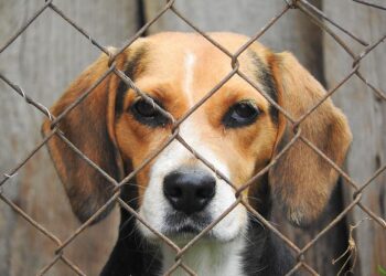 Polémica a cuenta del ‘Zoosanitario’ del Ayuntamiento de Sevilla