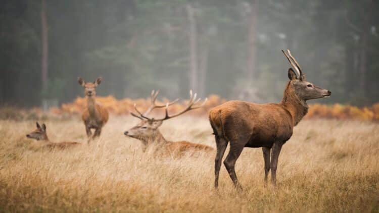 Por mucho que diga la DGT, Pacma, rechaza que las especies cinegéticas sean un ‘riesgo vial significativo