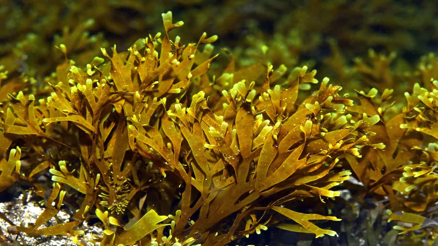 Portugal aprueba estrategia nacional para combatir el alga asiática invasora en sus aguas la expansión de la ‘Rugulopteryx Okamurae’