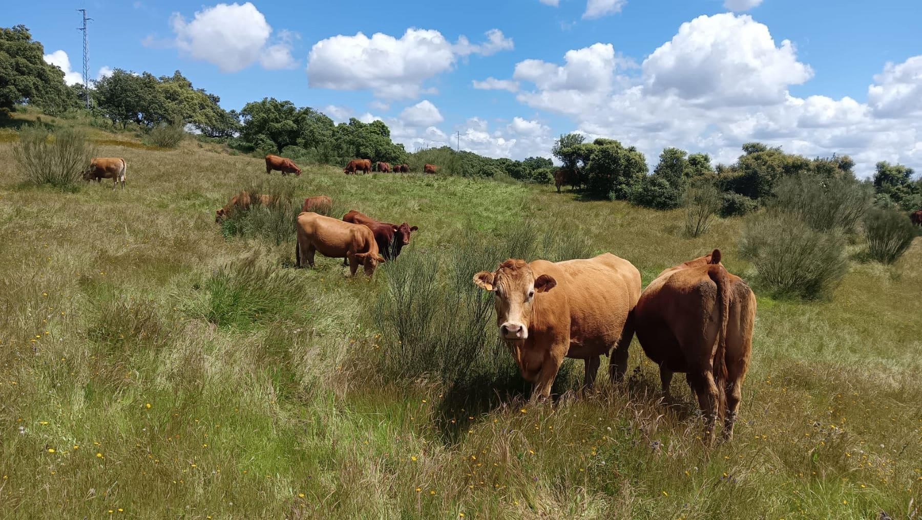 Ivermectina amenaza sostenibilidad ganaderia