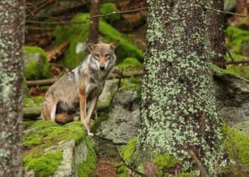 información persecución lobos Asturias