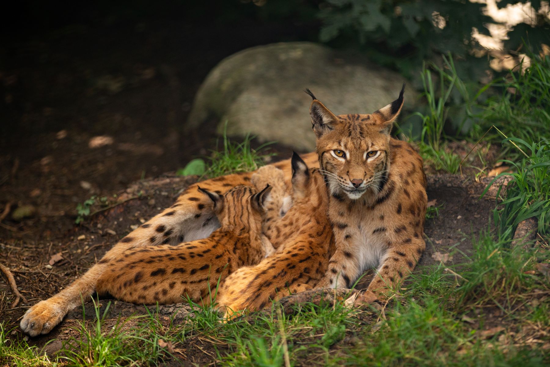 Murcia UE conservación lince ibérico