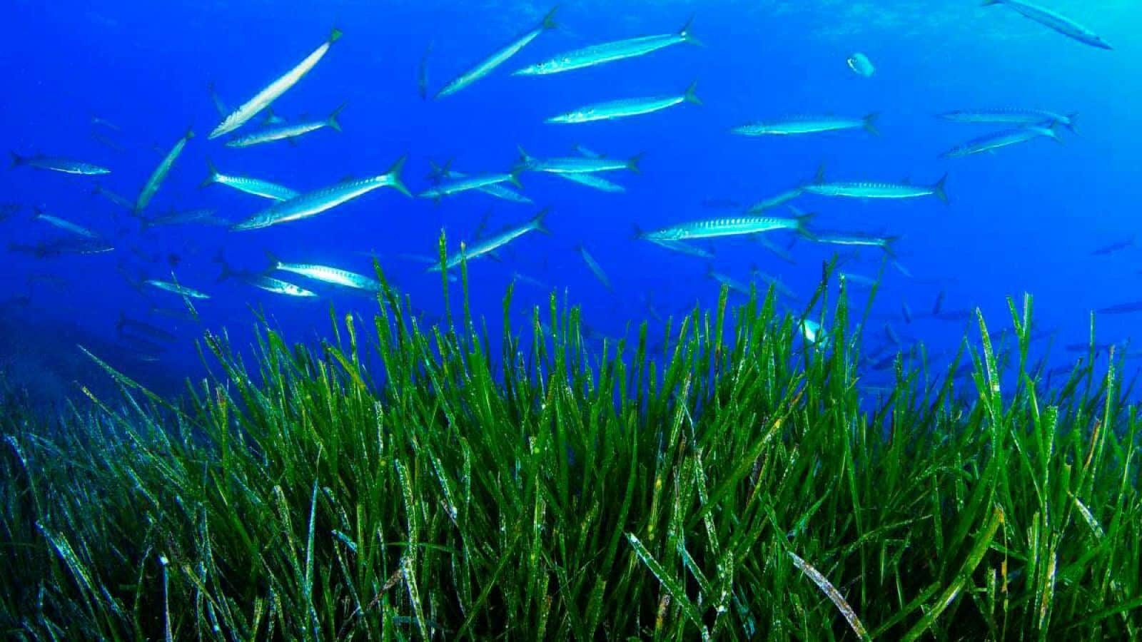 praderas submarinas Italia biodiversidad Mediterráneo