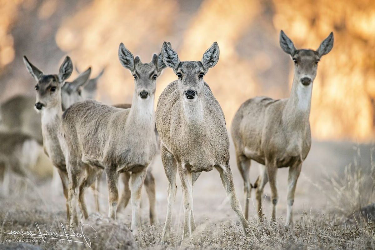 proteger taruka ciervo andino