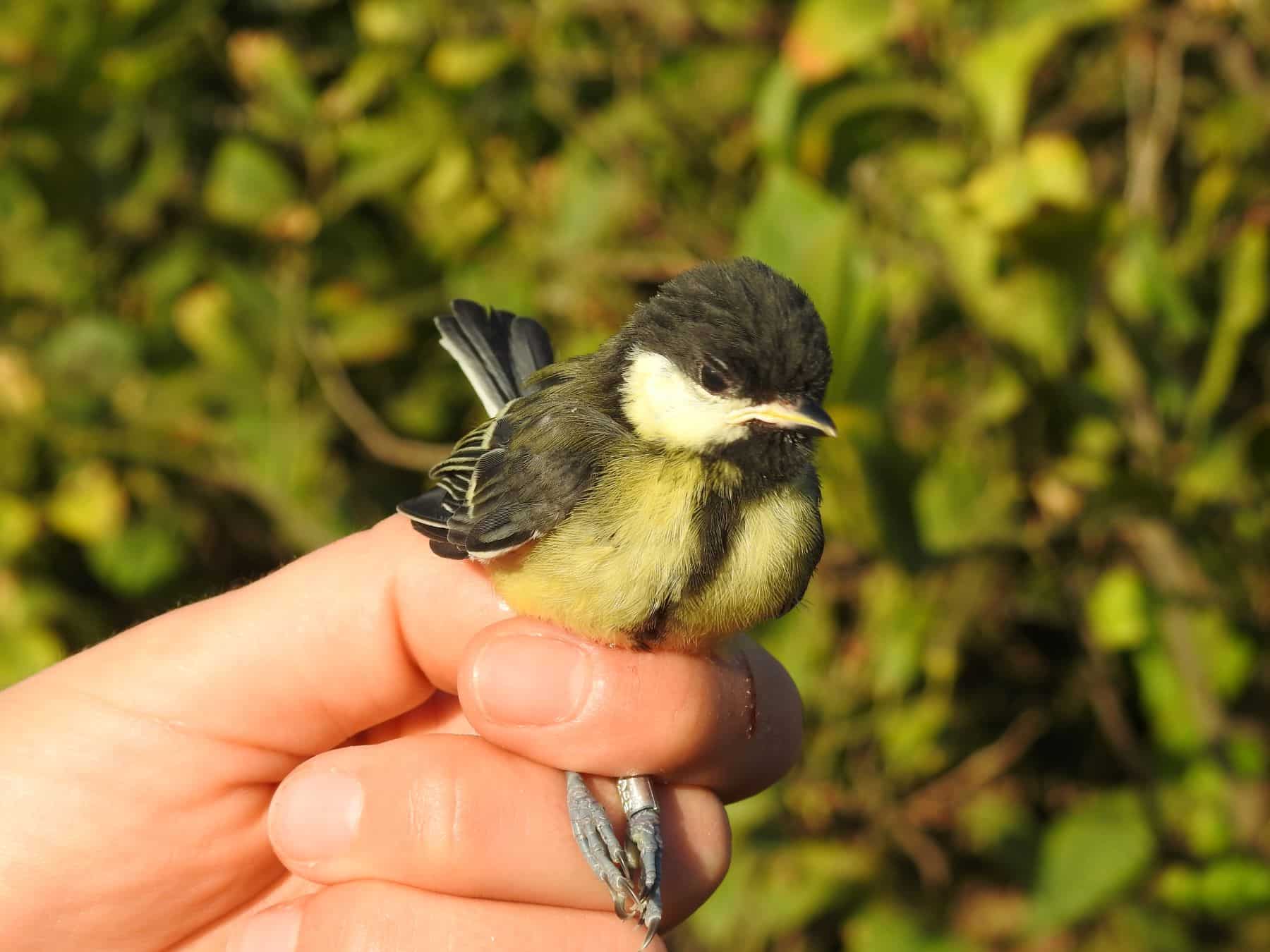 naturaleza refugios fauna agro sistemas