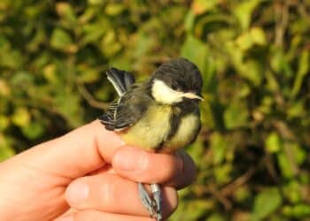 naturaleza refugios fauna agro sistemas