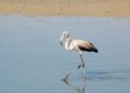 Sorprendente: la Unesco Espacio Natural Doñana Gobierno España