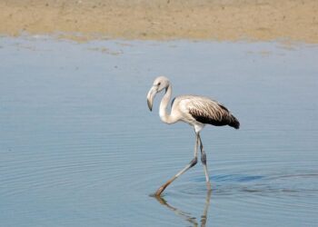 Sorprendente: la Unesco Espacio Natural Doñana Gobierno España
