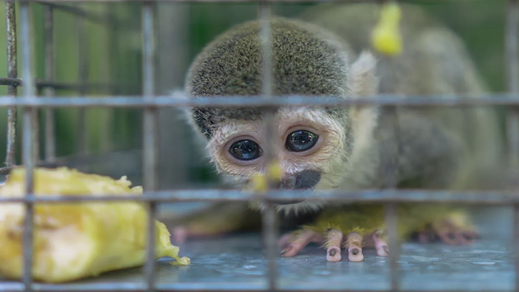 Sorprendida una pareja al introducir especies protegidas en un buque en Cádiz con destino a las Islas Canarias, están detenidos