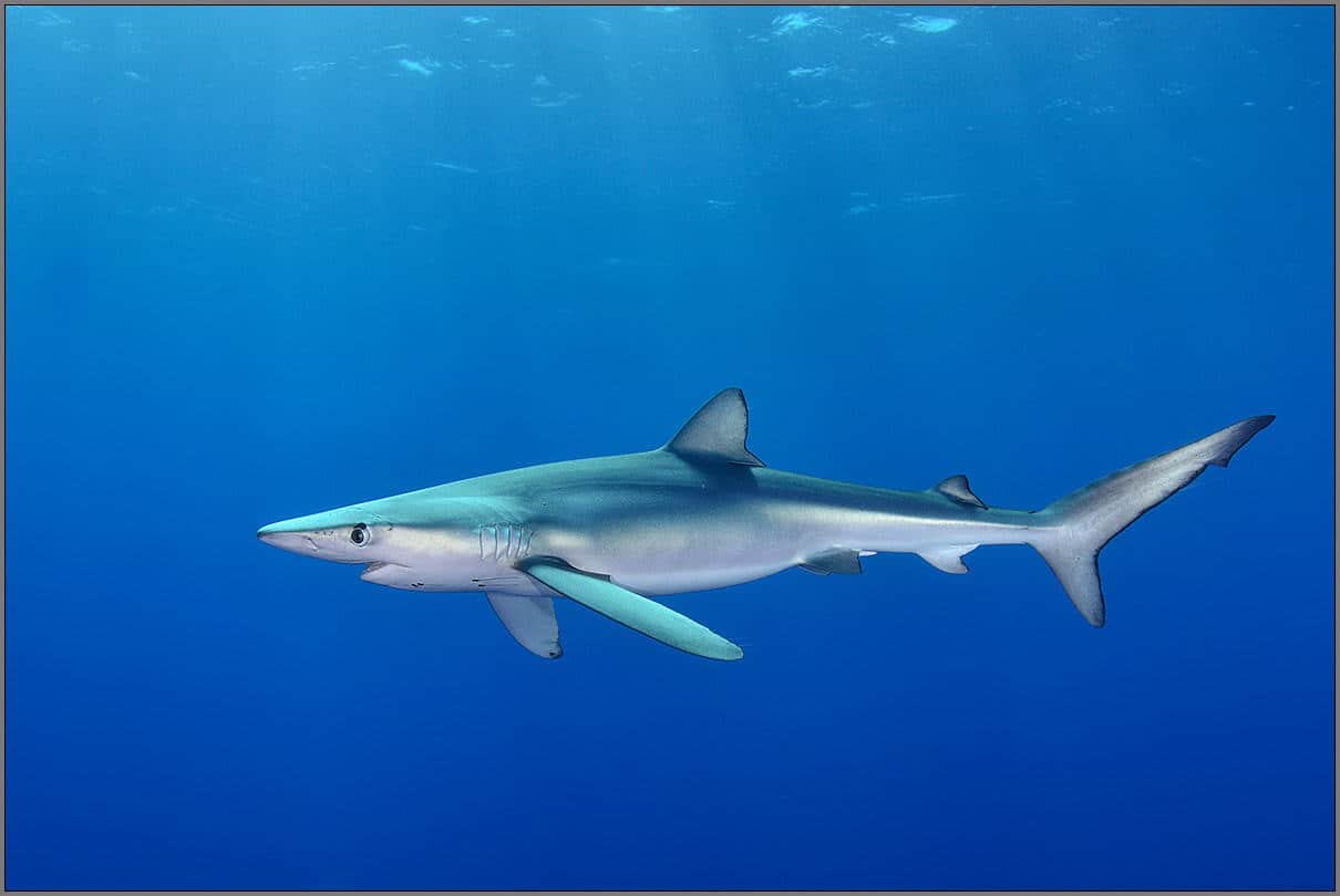 Tiburones Mediterráneo borde abismo