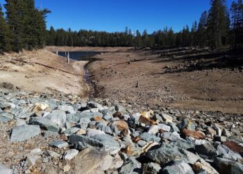 Transición Ecológica restaurará bosques deteriorados cambio climático