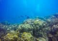 UE ONG protección zonas vulnerables aguas profundas sobrepesca mares océanos