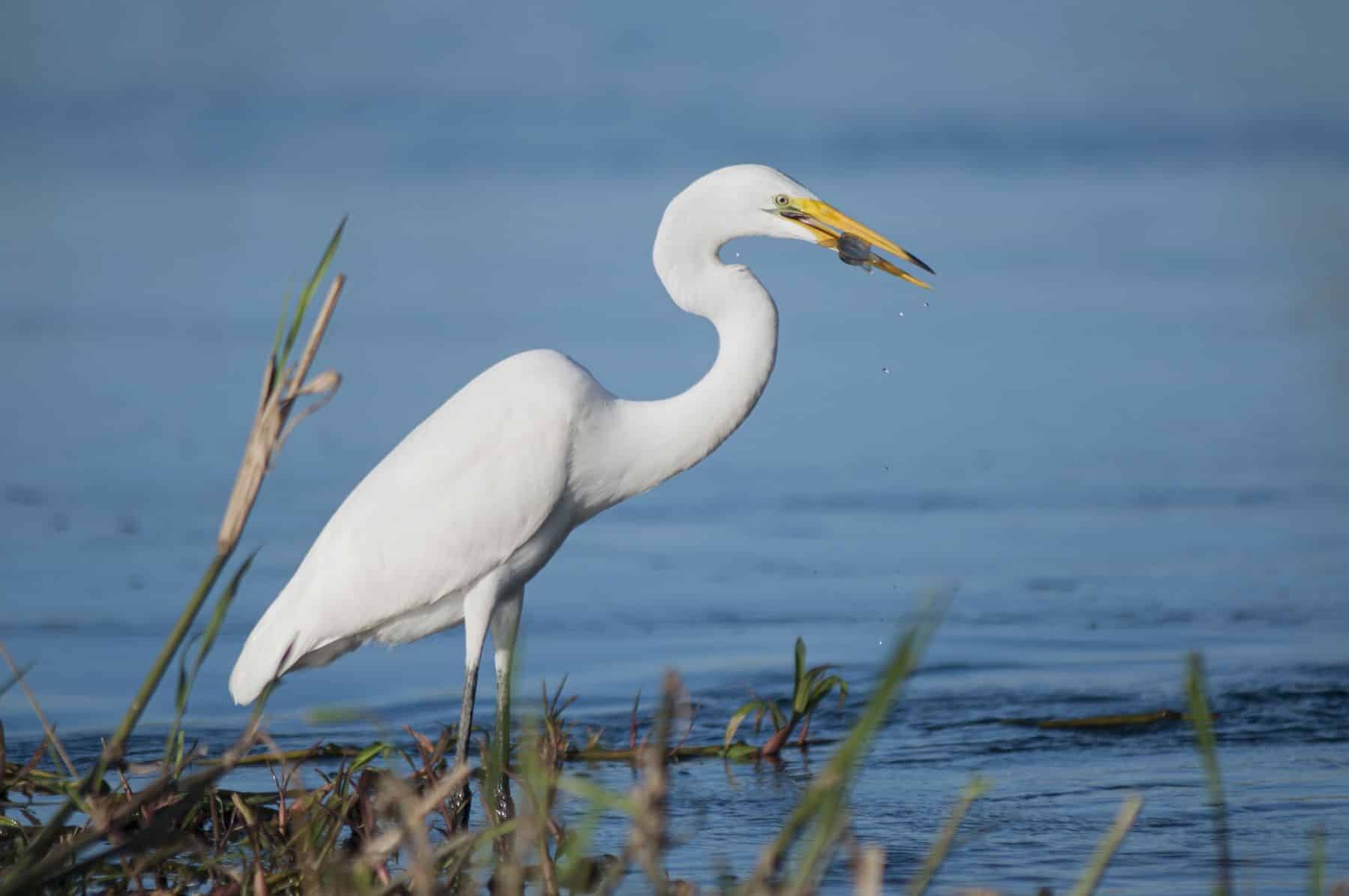 UNESCO Doñana Lista Patrimonio Mundial Peligro