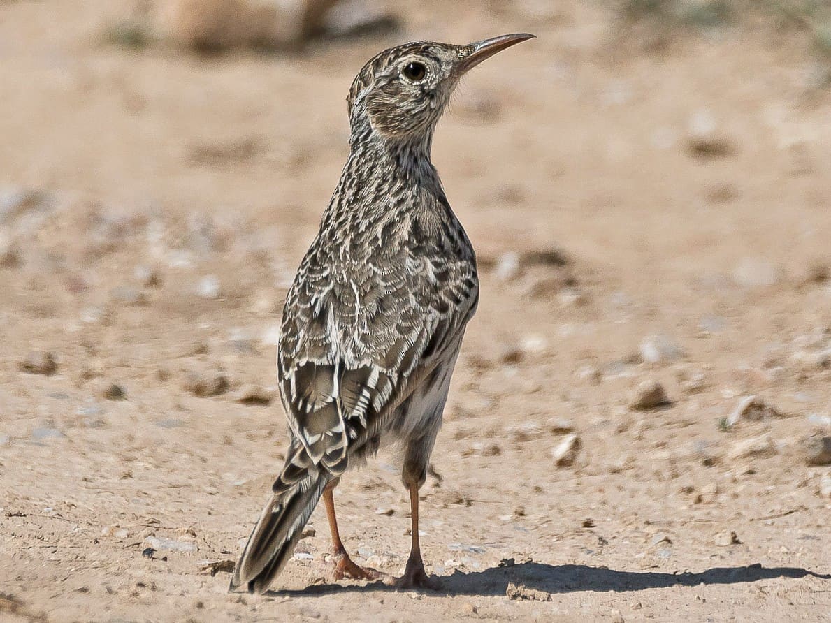 Un proyecto para instalar dos megaplantas fotovoltaicas de Granada podría perjudicar al aguilucho cenizo, la alondra de ricoti o el murciélago mediterráneo de herradura
