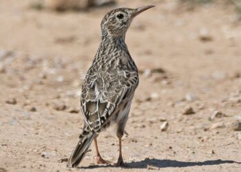 Un proyecto para instalar dos megaplantas fotovoltaicas de Granada podría perjudicar al aguilucho cenizo, la alondra de ricoti o el murciélago mediterráneo de herradura
