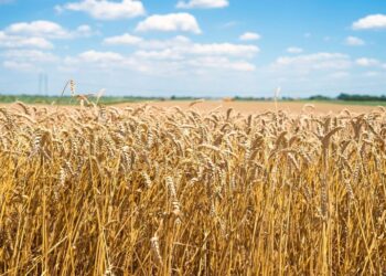 Un retroceso histórico así califica Ecovalia la propuesta de la nueva PAC