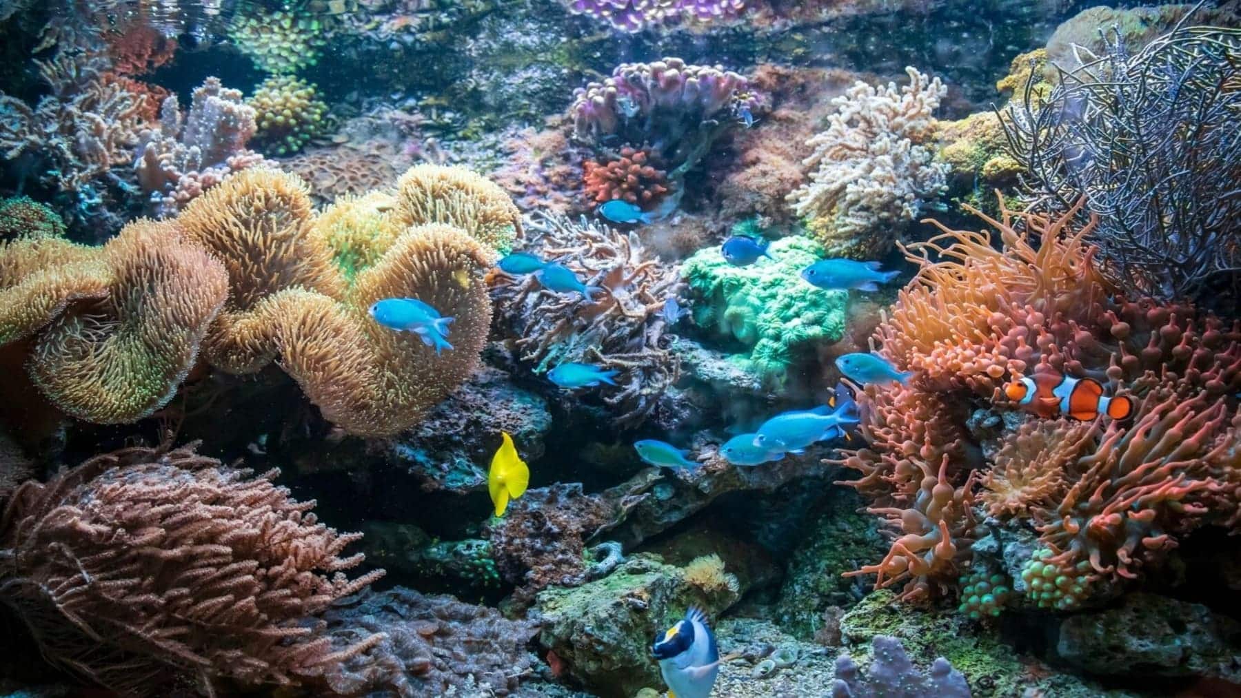 Veda pesquera en los montes coralinos de Cabliers (Mar de Alborán), el mayor arrecife de coral de aguas profundas del Mediterráneo