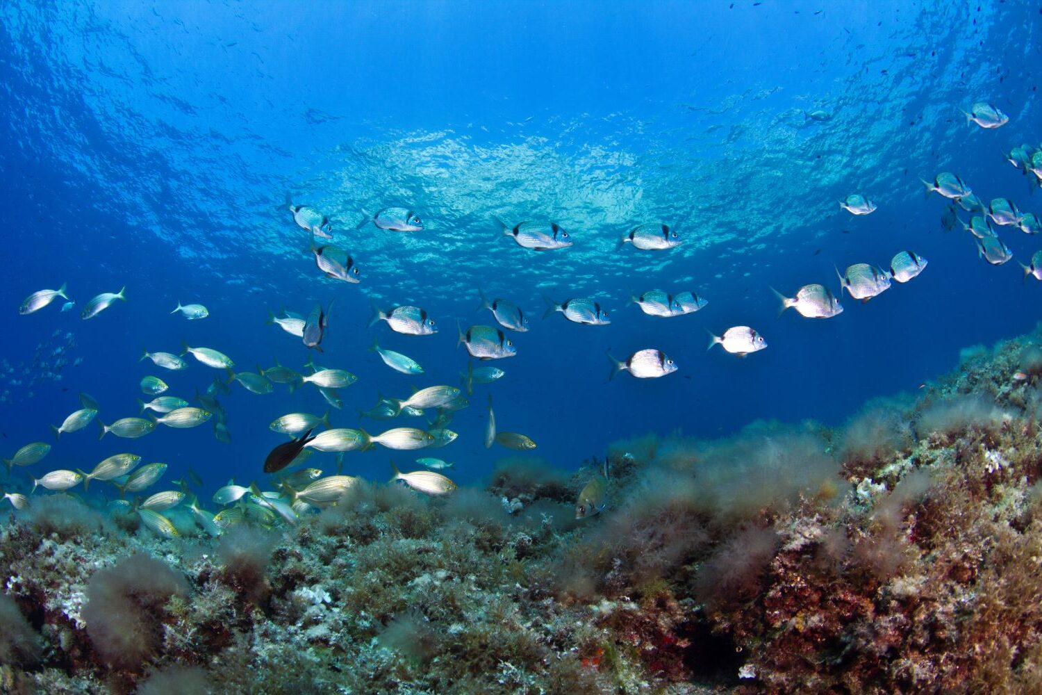campaña mar bien espacios marinos