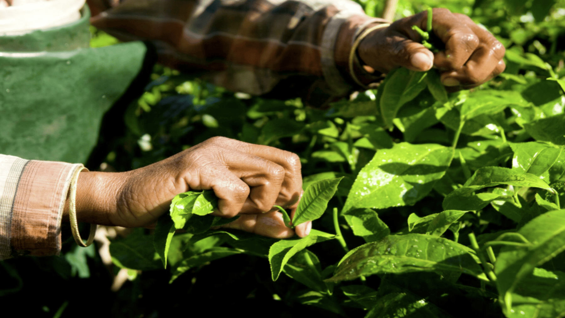 ¿Cómo gestionar las áreas naturales protegidas de Perú, cuando hay miles de hectáreas destinadas al cultivo ilícito de coca en sus alrededores