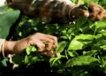 ¿Cómo gestionar las áreas naturales protegidas de Perú, cuando hay miles de hectáreas destinadas al cultivo ilícito de coca en sus alrededores